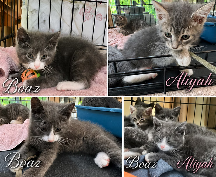 The Mountain Kittens: God's Guidance in Everyday Life